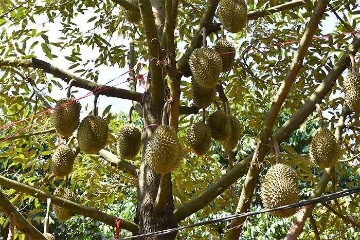durian sisaket 2