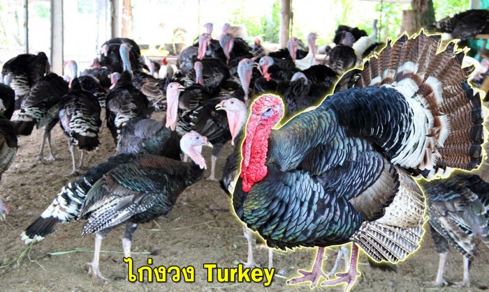 turkey 01
