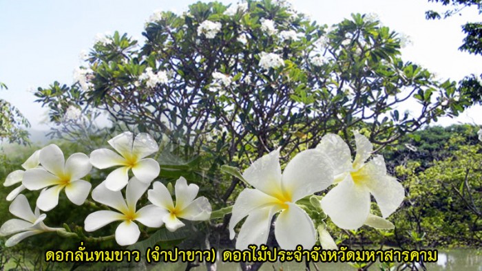 mahasarakam flower