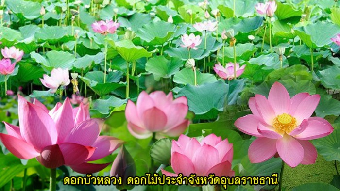 ubon flower