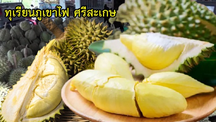 durian sisaket 2564