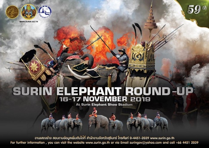surin elephant round up2019 01