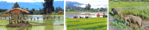 farmer thai