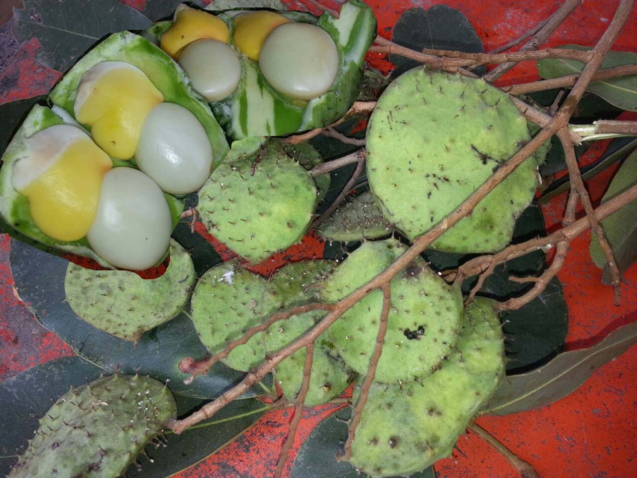 mak ka tae