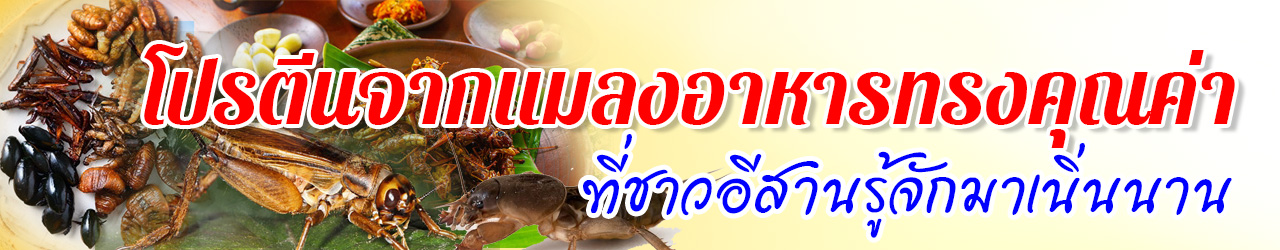 Insect protien header