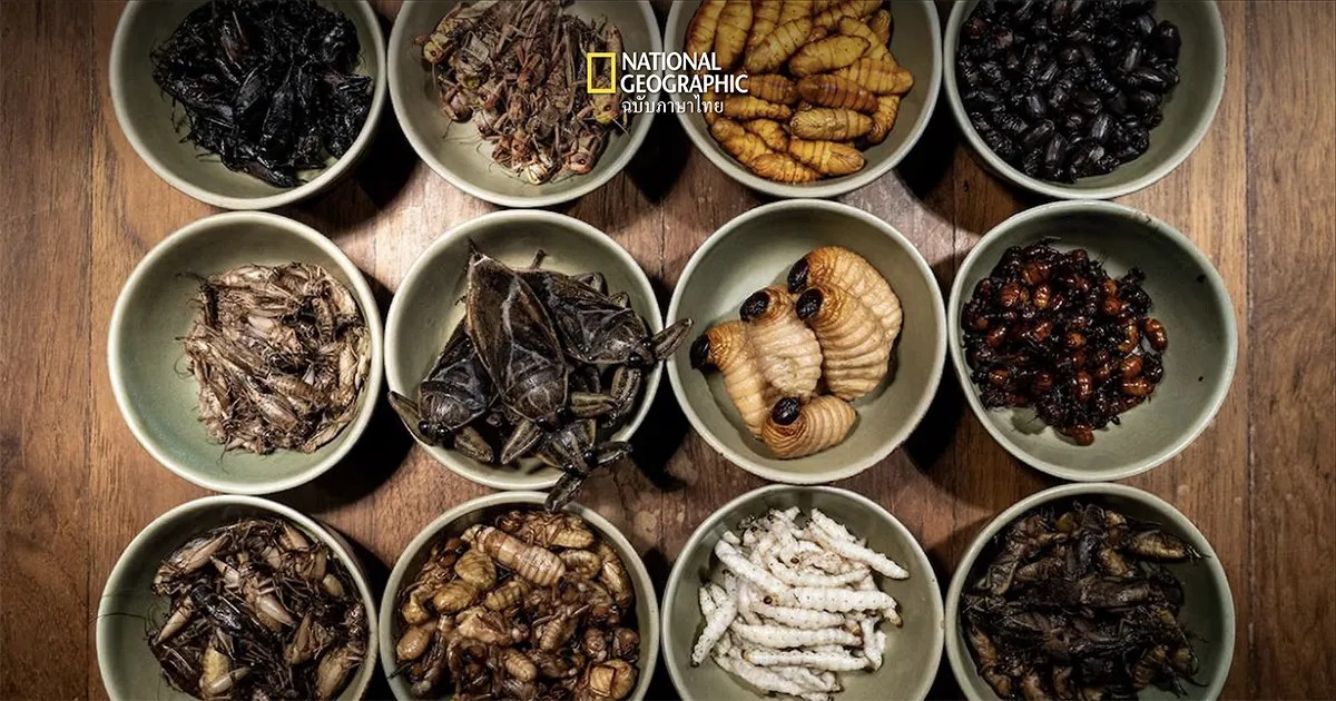 insect food Thailand all