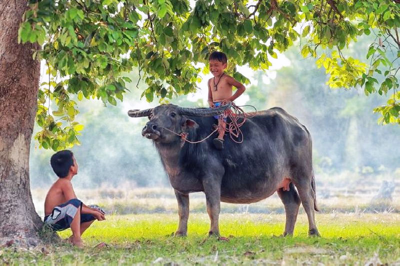 buffalo children 01