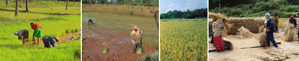 farmer thai 2