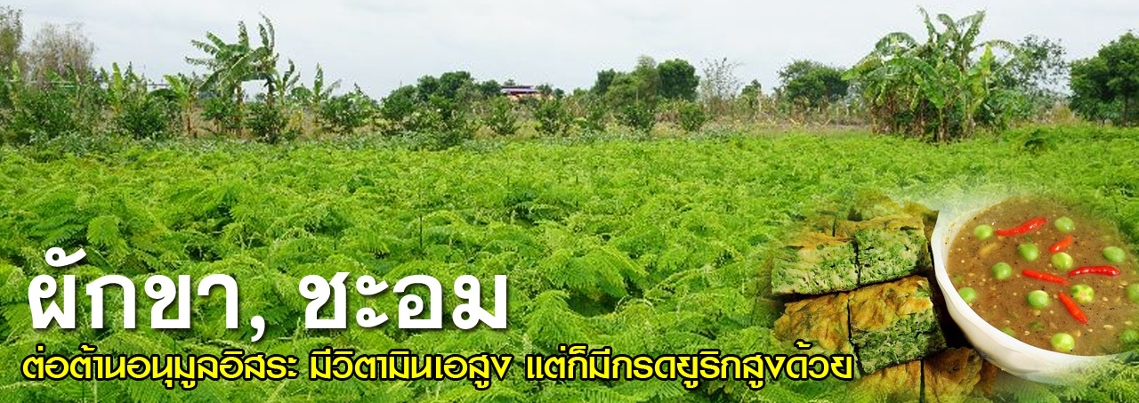 Cha Om