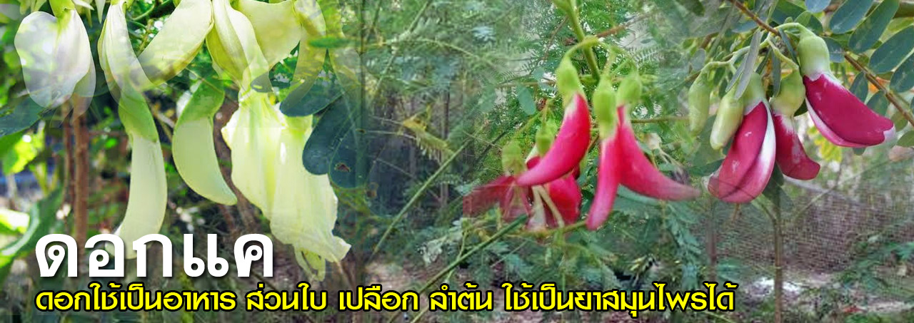dok kae
