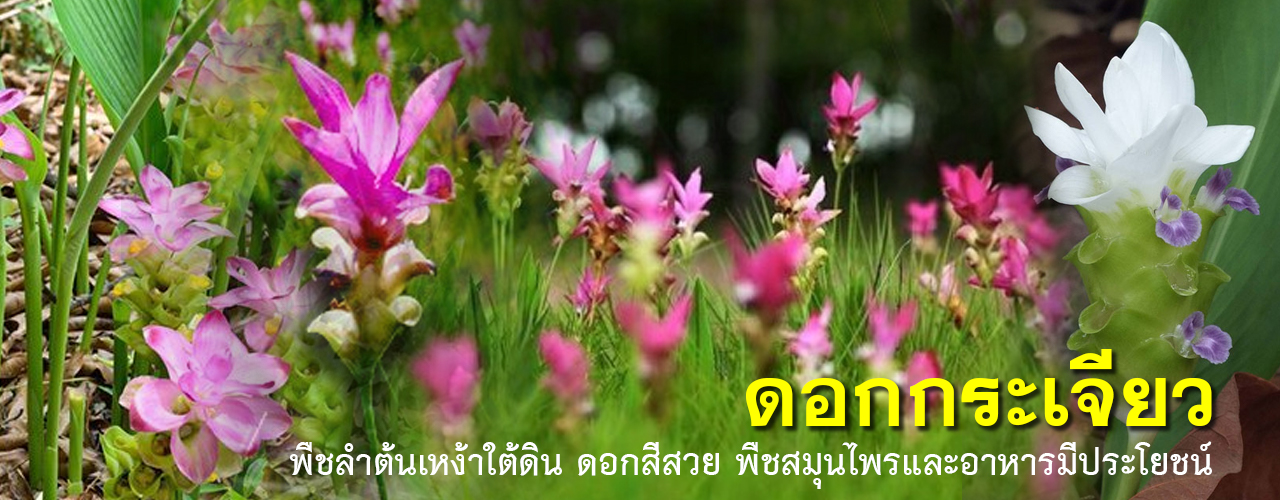 dok krajiew