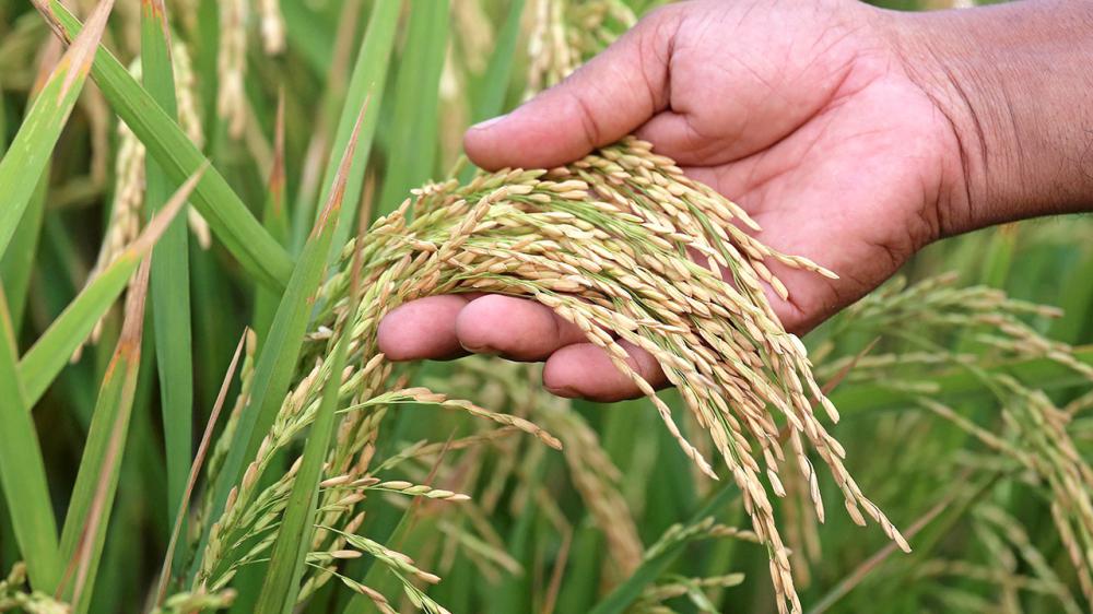 jusmine rice