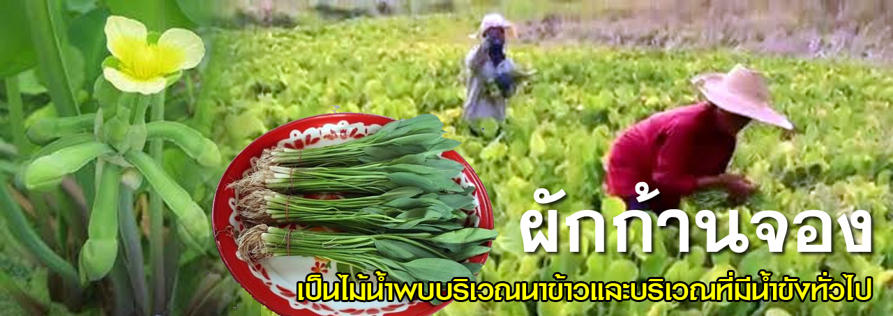 kan jong