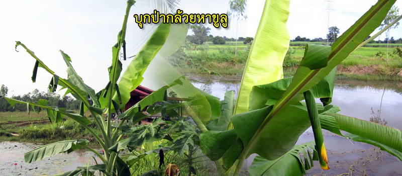 kulu 01