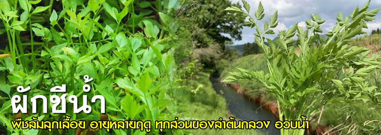 pak chee naam