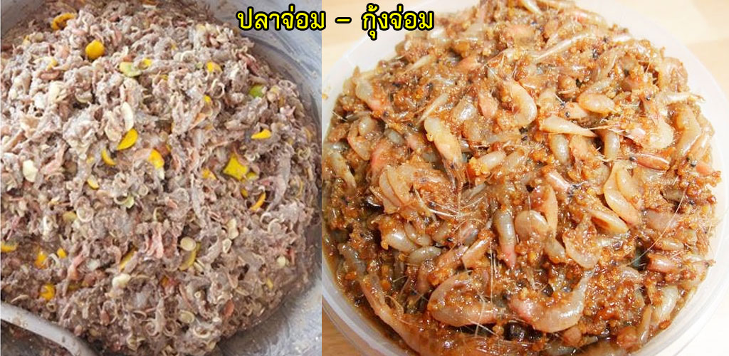 pla kung jom 01