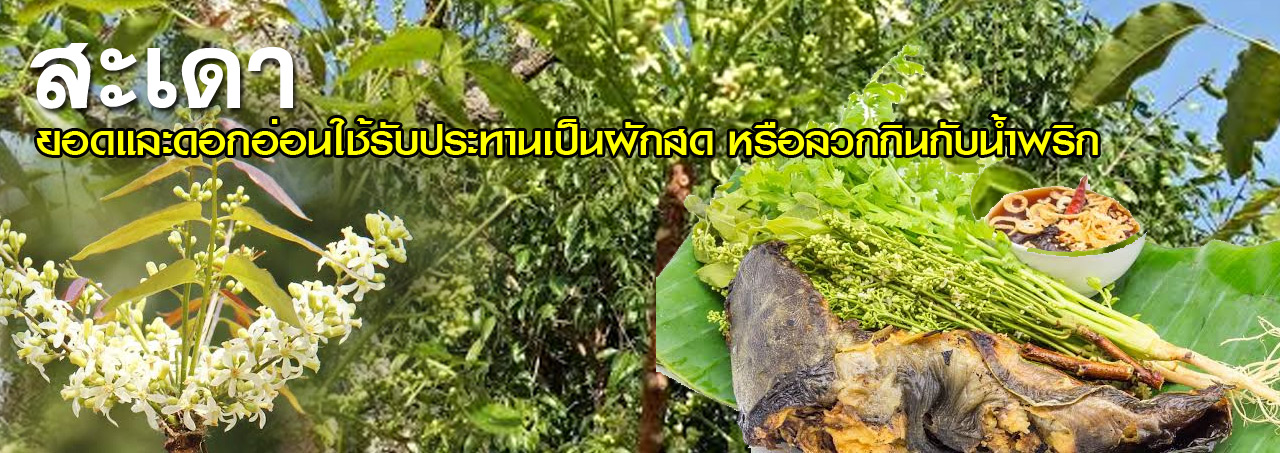 sa dao