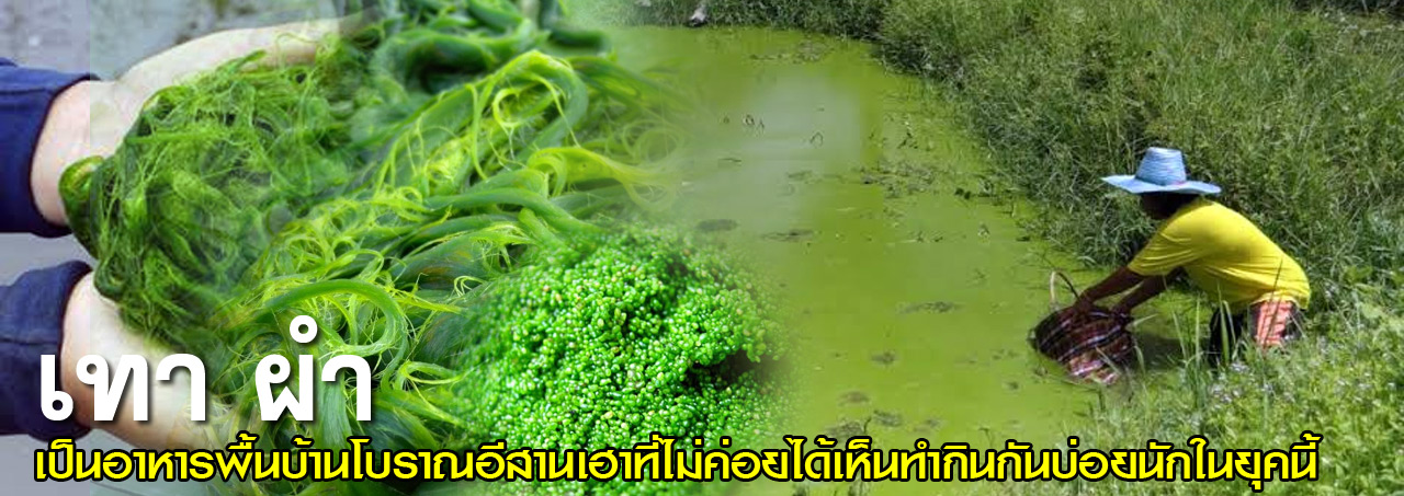 tao paam
