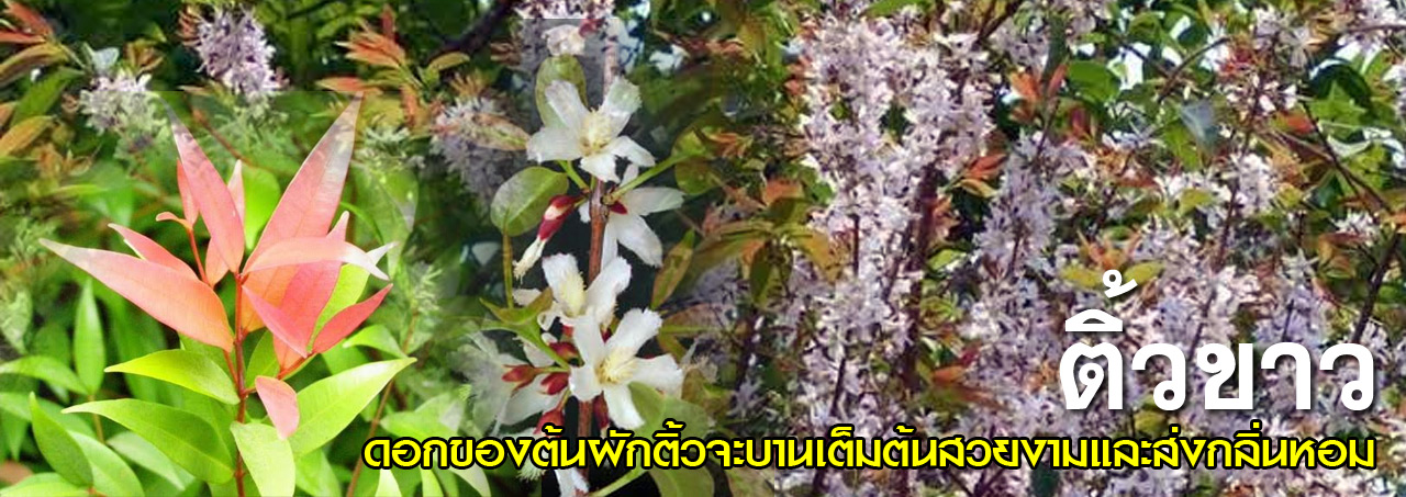 tiew kao