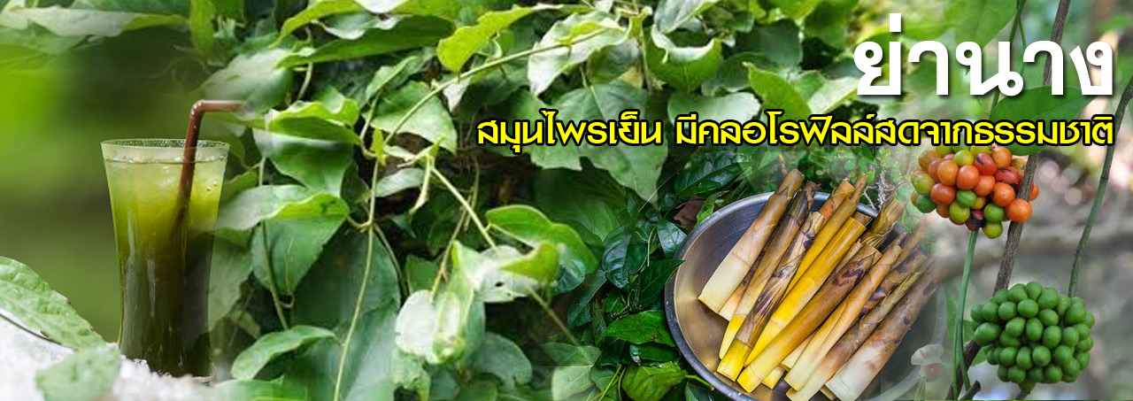 ya nang 2
