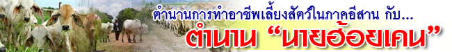 nai hoi ken
