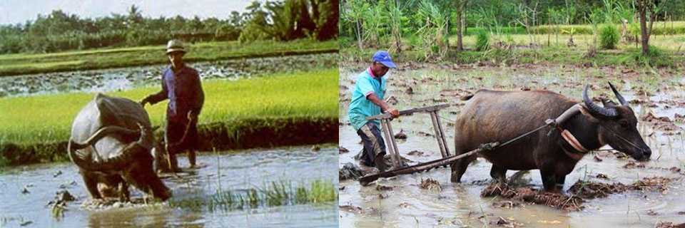 thai farmer 1