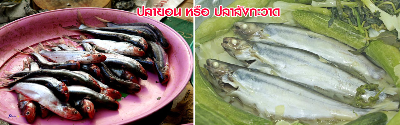 toom pla yon 3