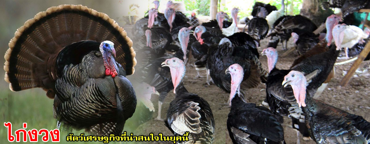 turkey 01