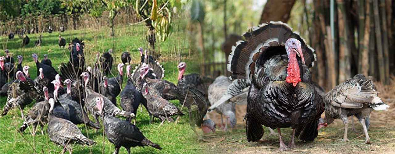turkey 05