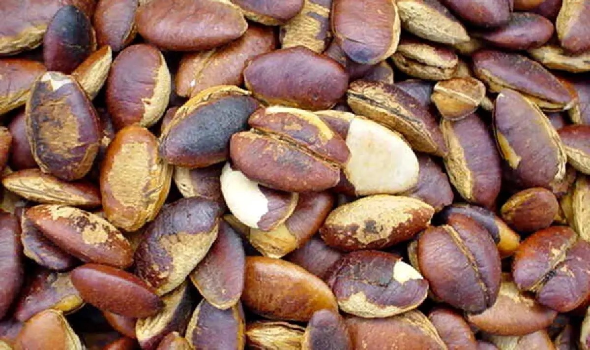 kratok almond