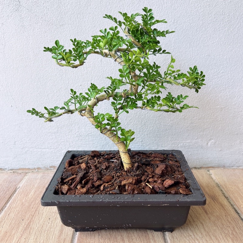 ma sang bonsai