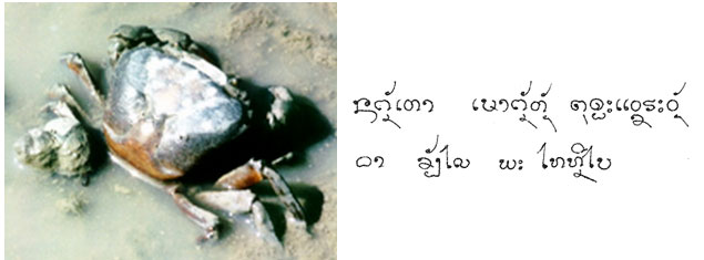 poo na kata