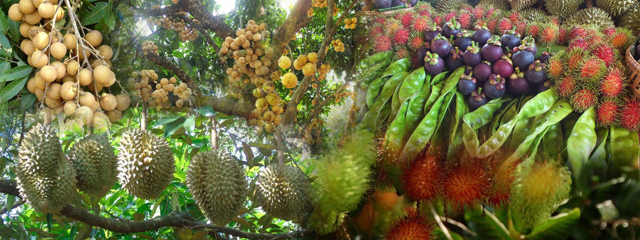 fruits isan 01