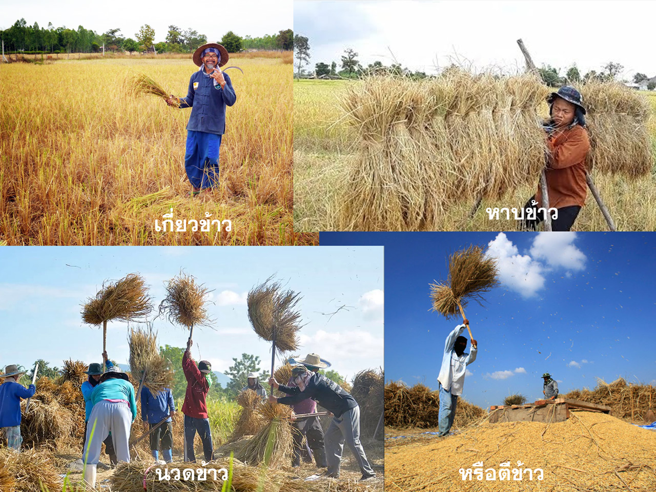 rice on road 03