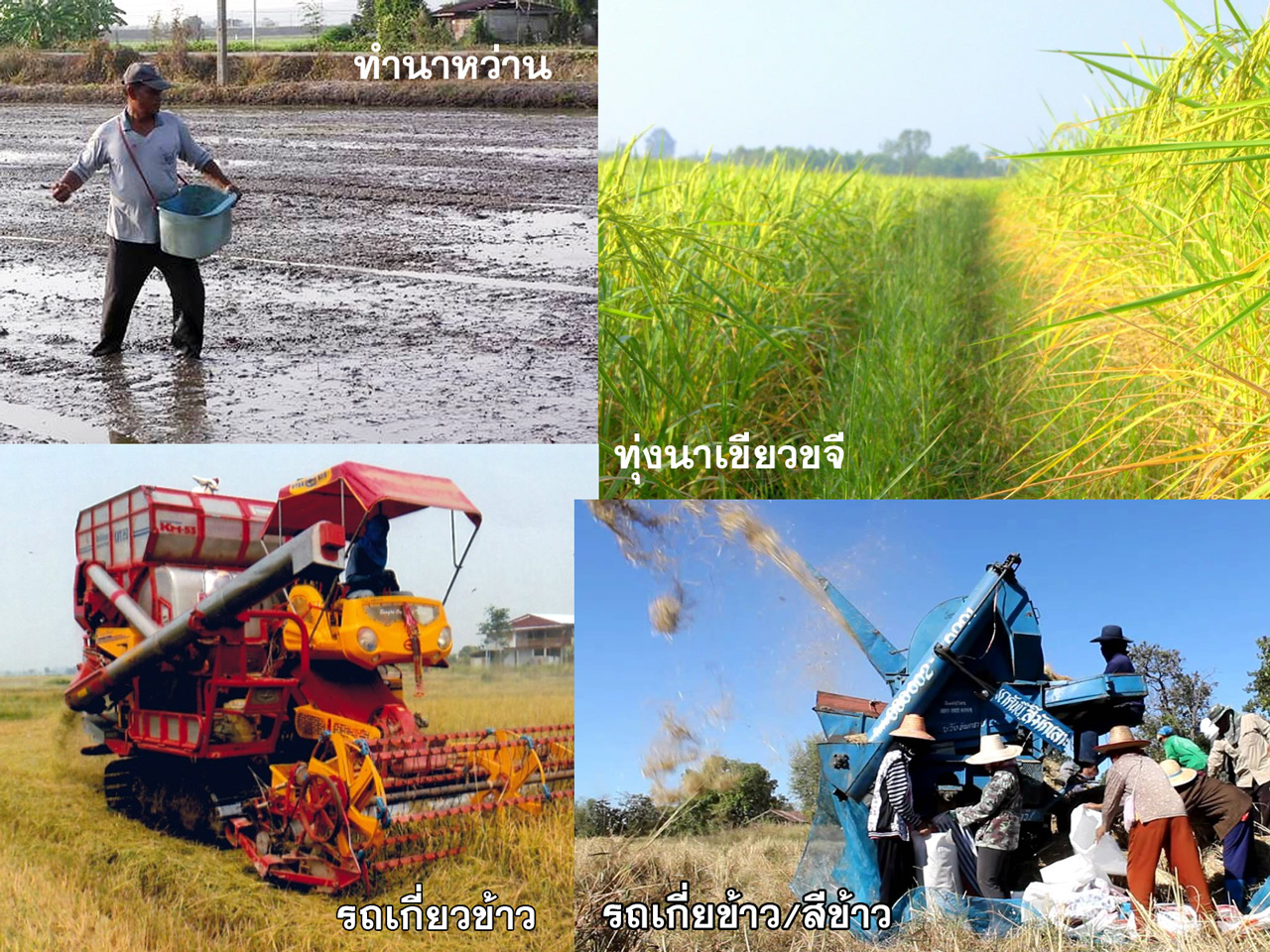rice on road 04