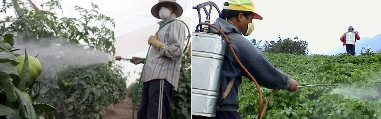 thai farmer 02