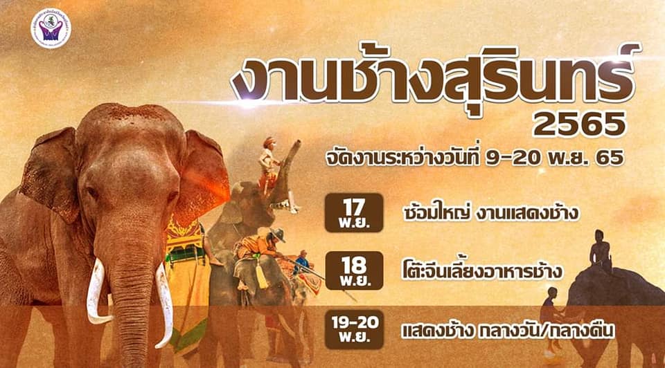 elephants surin 2022