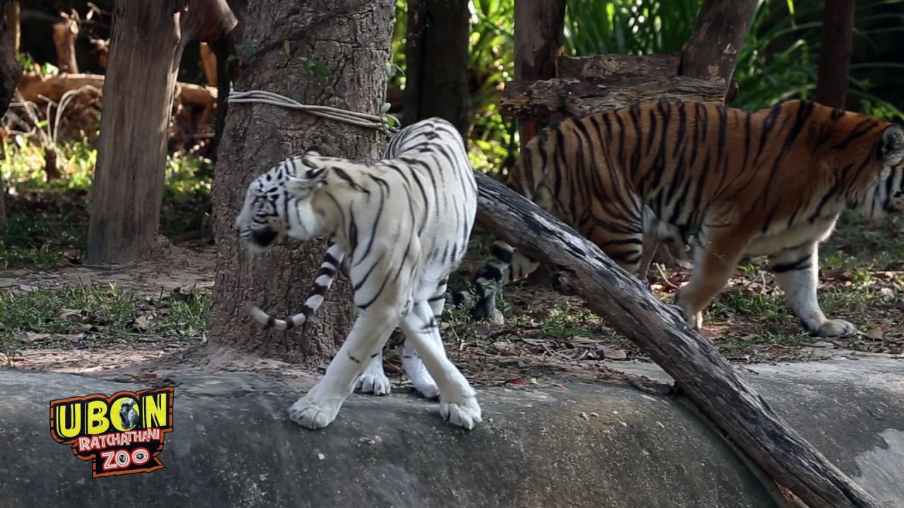 ubon zoo 02
