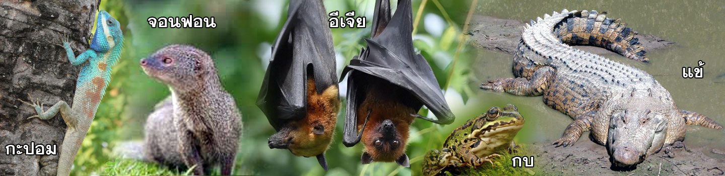 isan amphibian 01