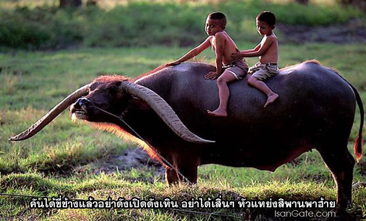 isan banhao 4