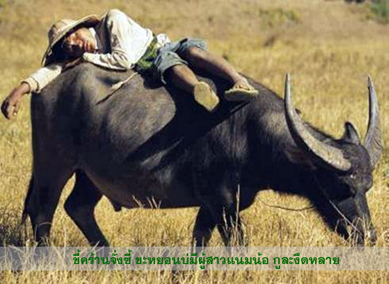 isan banhao 7