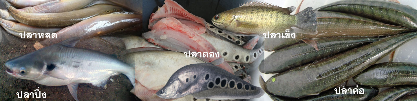 isan fish 01