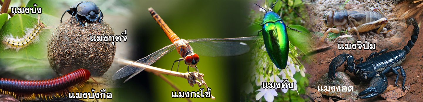 isan insect 01