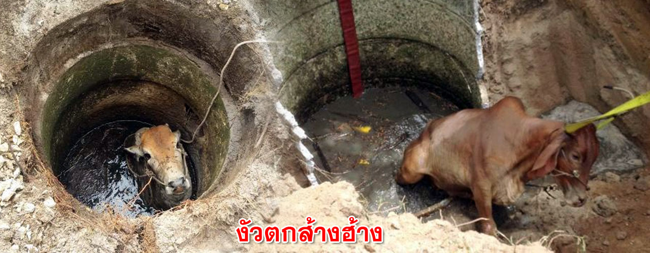sang hang