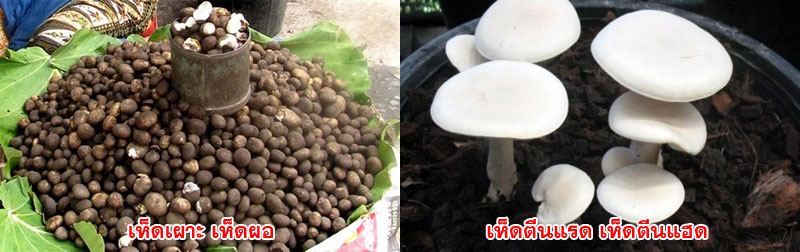 mushroom 01