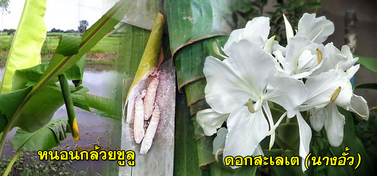 kulu nang uau 01